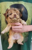 Princessa, a female Yorkshire Terrier for sale in Watertown, NY – 3 of 6