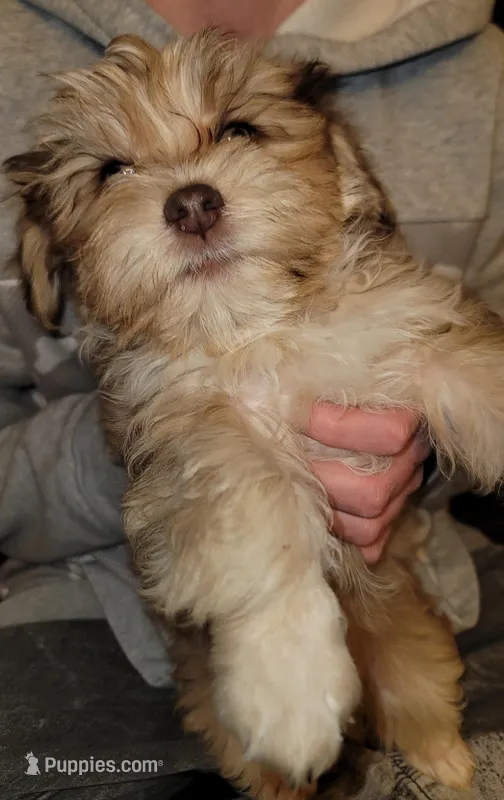 Bruno – Yorkshire Terrier puppy for sale in Watertown, NY