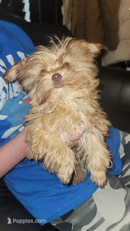 Princessa – Yorkshire Terrier puppy for sale in Watertown, NY