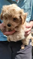 Colby, a male Yorkshire Terrier and Poodle - Toy  for sale in Watertown, NY – 4 of 6