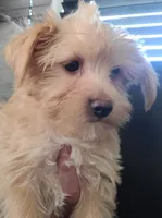 Buster, a male Yorkshire Terrier for sale in Watertown, NY – 2 of 6