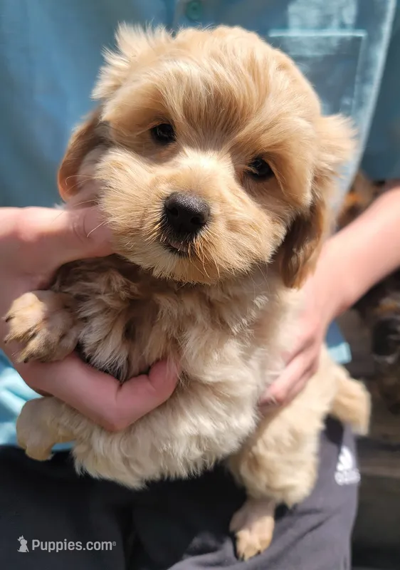 Colby – Yorkshire Terrier, Poodle - Toy  puppy for sale in Watertown, NY