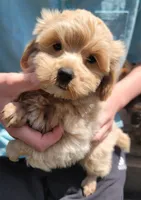 Colby, a male Yorkshire Terrier and Poodle - Toy  for sale in Watertown, NY – 1 of 6