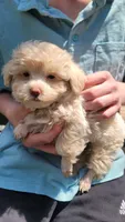 Casper, a male Yorkshire Terrier and Poodle - Toy  for sale in Watertown, NY – 4 of 4