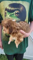 Louie, a male Yorkshire Terrier for sale in Watertown, NY – 4 of 5