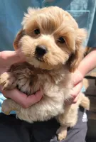 Colby, a male Yorkshire Terrier and Poodle - Toy  for sale in Watertown, NY – 2 of 6