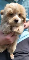 Bowser, a male Yorkshire Terrier and Poodle - Toy  for sale in Watertown, NY – 3 of 4