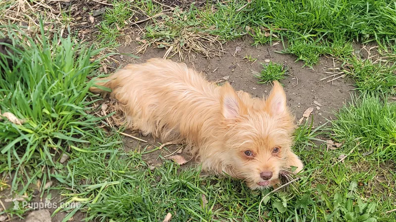 Dulce – Yorkshire Terrier puppy for sale in Watertown, NY