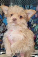 Dulce, a female Yorkshire Terrier for sale in Watertown, NY – Photo 2 of 8