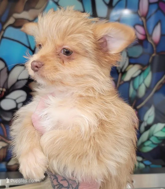 Dulce – Yorkshire Terrier puppy for sale in Watertown, NY