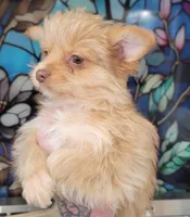 Dulce, a female Yorkshire Terrier for sale in Watertown, NY – Photo 1 of 8