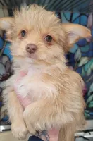 Dulce, a female Yorkshire Terrier for sale in Watertown, NY – Photo 3 of 8