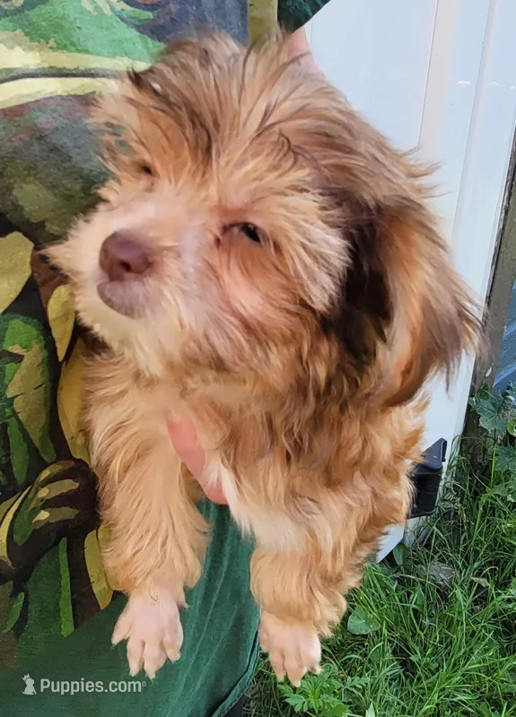 Louie – Yorkshire Terrier puppy for sale in Watertown, NY