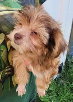 Louie, a male Yorkshire Terrier for sale in Watertown, NY – 1 of 5