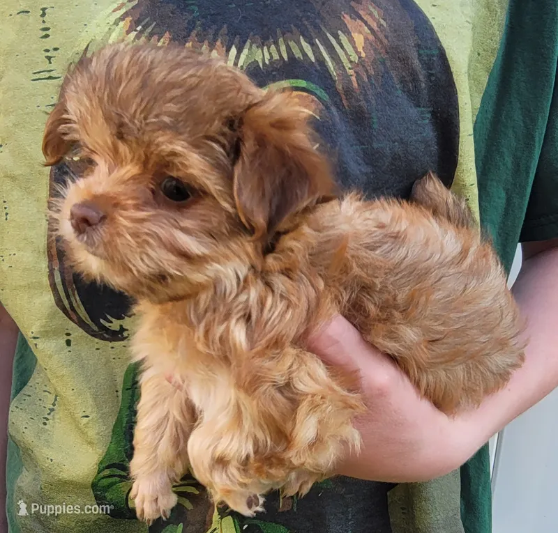 Princessa – Yorkshire Terrier puppy for sale in Watertown, NY