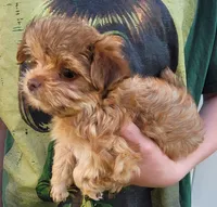 Princessa, a female Yorkshire Terrier for sale in Watertown, NY – 1 of 6