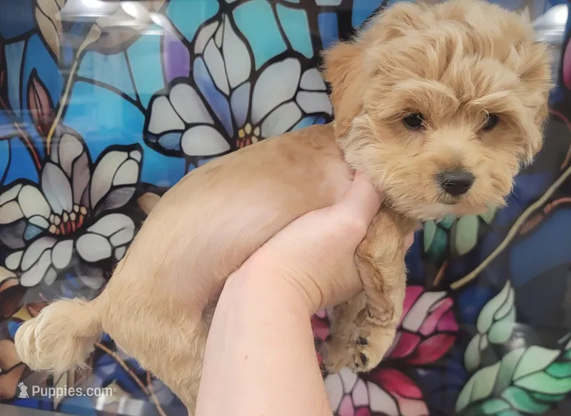 Colby – Yorkshire Terrier, Poodle - Toy  puppy on hold in Watertown, NY