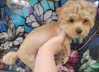 Colby, a male Yorkshire Terrier and Poodle - Toy  for sale in Watertown, NY – 1 of 9