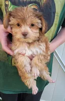 Louie, a male Yorkshire Terrier for sale in Watertown, NY – 5 of 5