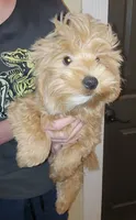 Colby, a male Yorkshire Terrier and Poodle - Toy  for sale in Watertown, NY – 2 of 5