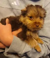 Maximus , a male Yorkshire Terrier for sale in Watertown, NY – Photo 2 of 6