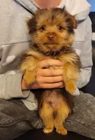 Maximus , a male Yorkshire Terrier for sale in Watertown, NY – Photo 3 of 6