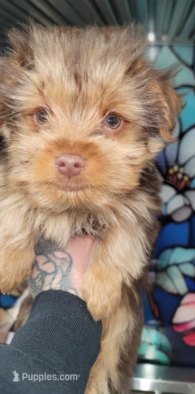 Maximus  – Yorkshire Terrier puppy for sale in Watertown, NY