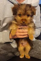 Maximus , a male Yorkshire Terrier for sale in Watertown, NY – Photo 4 of 6