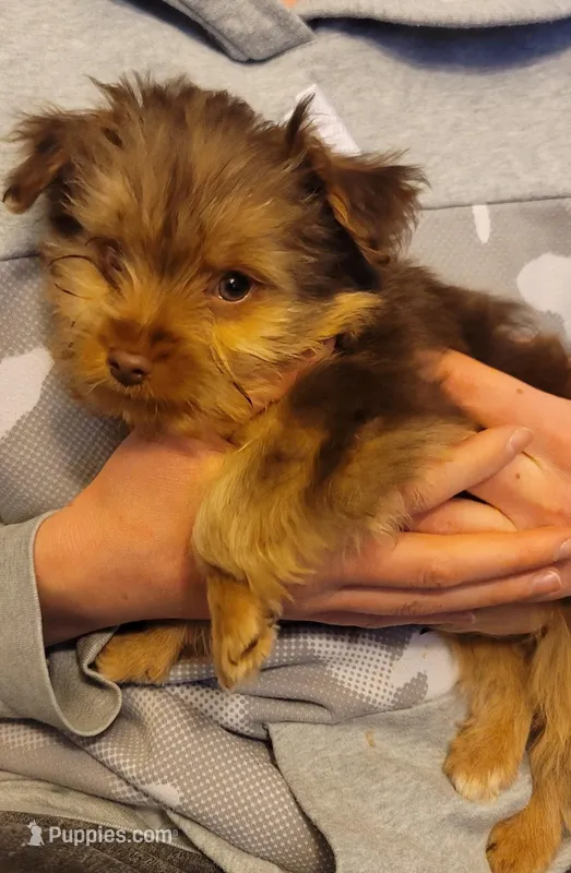 Maximus  – Yorkshire Terrier puppy for sale in Watertown, NY