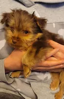 Maximus , a male Yorkshire Terrier for sale in Watertown, NY – Photo 1 of 6