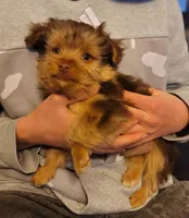 Maximus , a male Yorkshire Terrier for sale in Watertown, NY – Photo 5 of 6