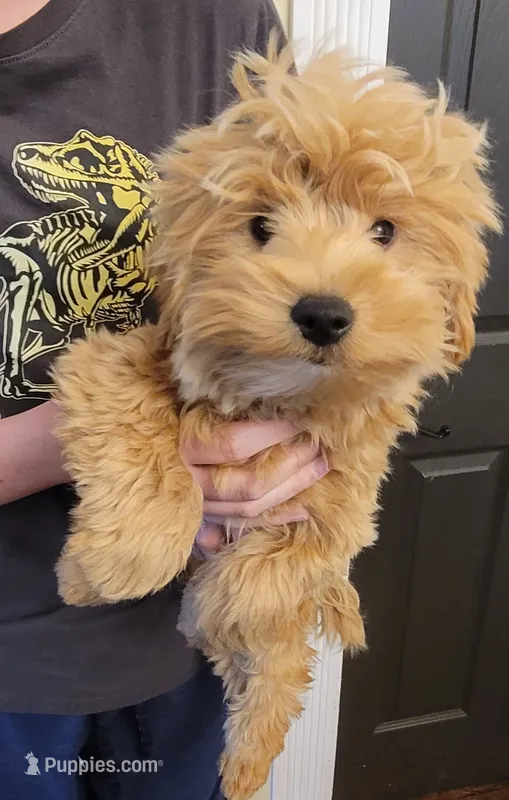 Colby – Yorkshire Terrier, Poodle - Toy  puppy for sale in Watertown, NY