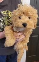 Colby, a male Yorkshire Terrier and Poodle - Toy  for sale in Watertown, NY – 1 of 5