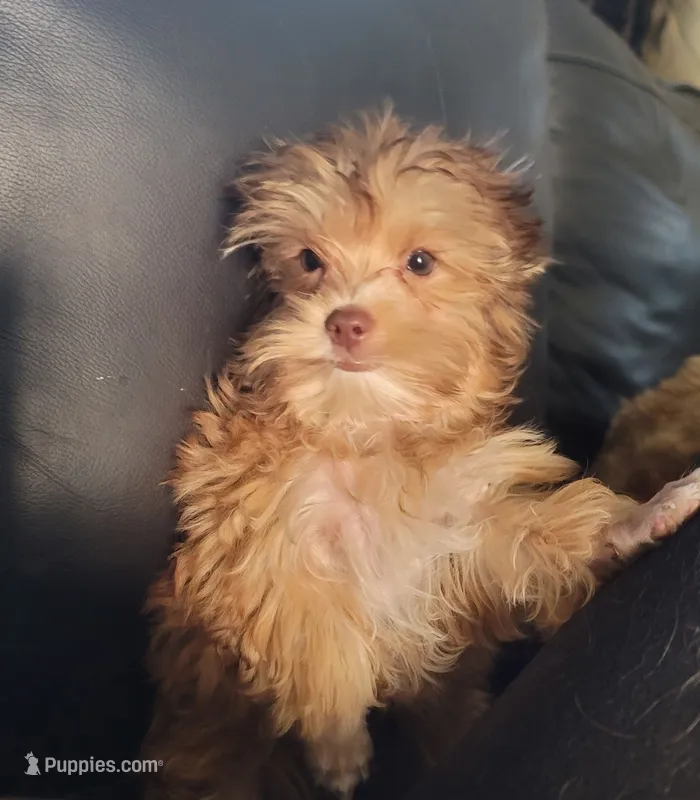 Louie – Yorkshire Terrier puppy for sale in Watertown, NY
