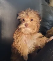Louie, a male Yorkshire Terrier for sale in Watertown, NY – 1 of 8