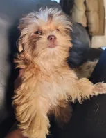 Louie, a male Yorkshire Terrier for sale in Watertown, NY – 2 of 8