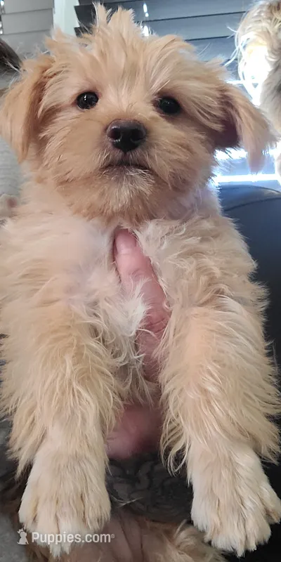 Buster – Yorkshire Terrier puppy for sale in Watertown, NY