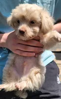 Frosty, a male Yorkshire Terrier and Poodle - Toy  for sale in Watertown, NY – 5 of 6