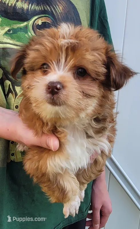 Petunia – Yorkshire Terrier puppy for sale in Watertown, NY