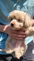 Frosty, a male Yorkshire Terrier and Poodle - Toy  for sale in Watertown, NY – 6 of 6