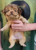 Princessa, a female Yorkshire Terrier for sale in Watertown, NY – 2 of 6