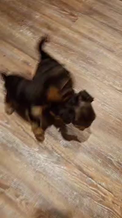 Cashmere, a male Yorkshire Terrier for sale in Slidell, LA – 1 of 1