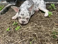 French Bulldog, a female French Bulldog for sale in Kissimmee, FL – 3 of 3