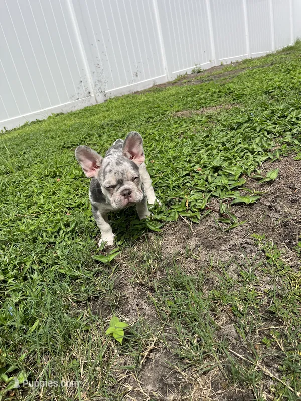 French Bulldog – French Bulldog puppy for sale in Kissimmee, FL