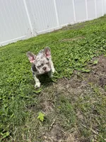 French Bulldog, a male French Bulldog for sale in Kissimmee, FL – 1 of 1
