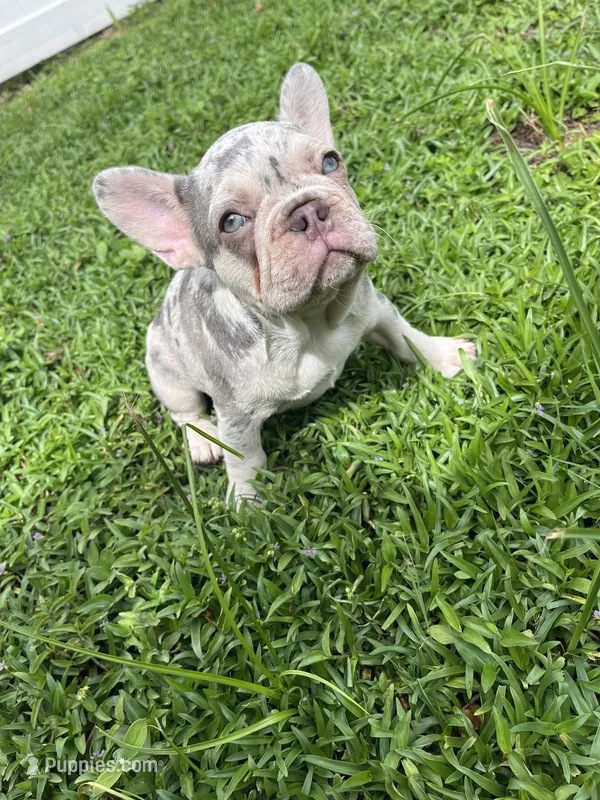 French Bulldog – French Bulldog puppy for sale in Kissimmee, FL