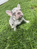 French Bulldog, a female French Bulldog for sale in Kissimmee, FL – 1 of 3