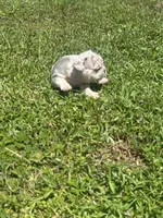 Blue, a male French Bulldog for sale in Kissimmee, FL – 3 of 3