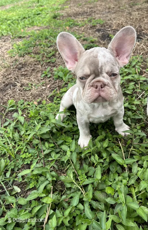 French Bulldog – French Bulldog puppy for sale in Kissimmee, FL