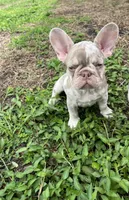 Pluto, a male French Bulldog for sale in Kissimmee, FL – 1 of 4